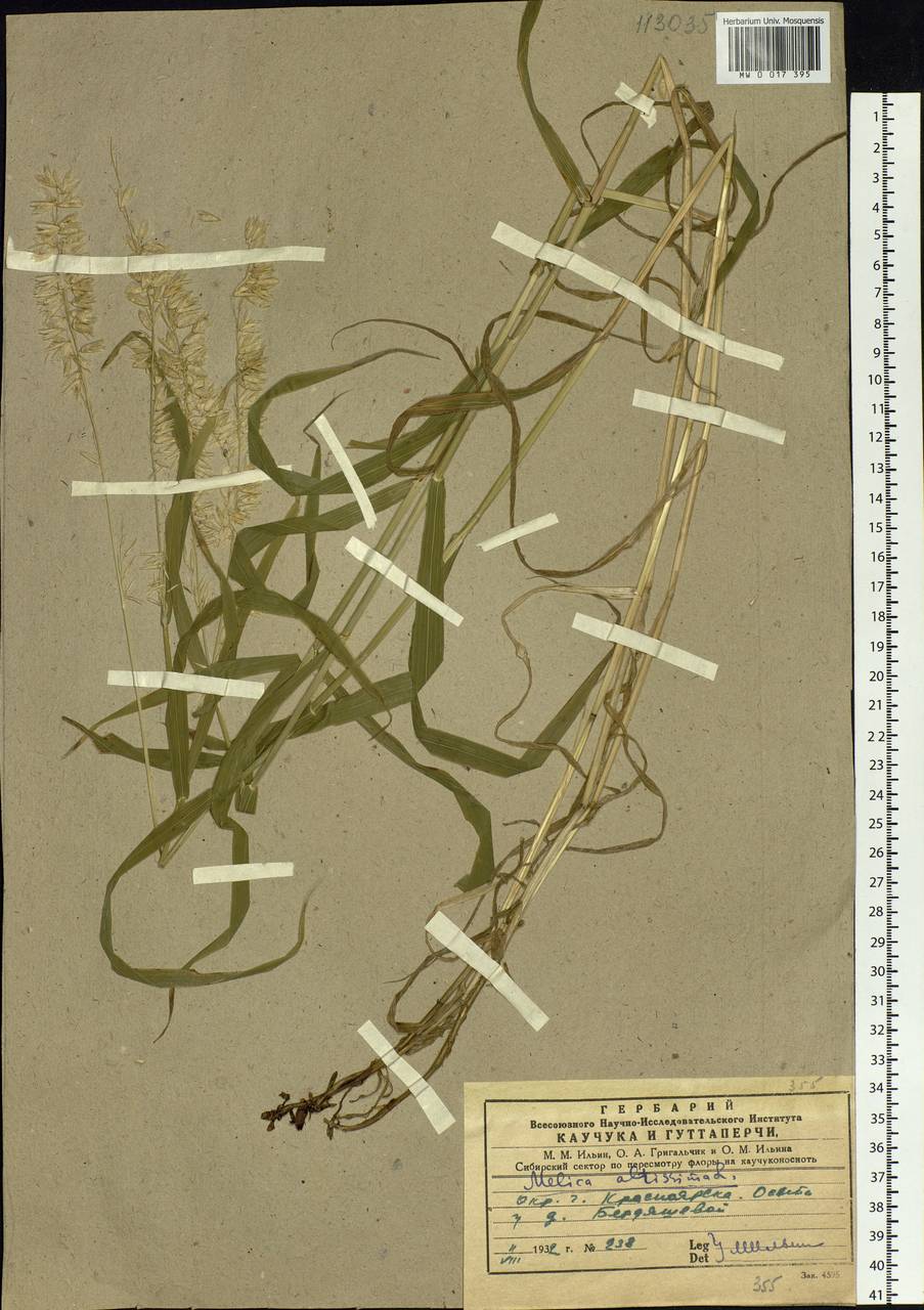 Melica altissima L., Siberia, Central Siberia (S3) (Russia)