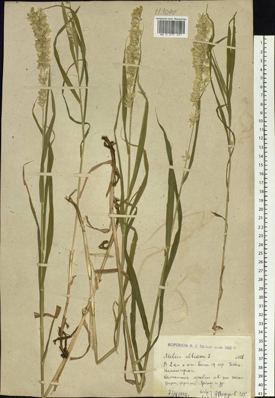 Melica altissima L., Siberia, Western (Kazakhstan) Altai Mountains (S2a) (Kazakhstan)