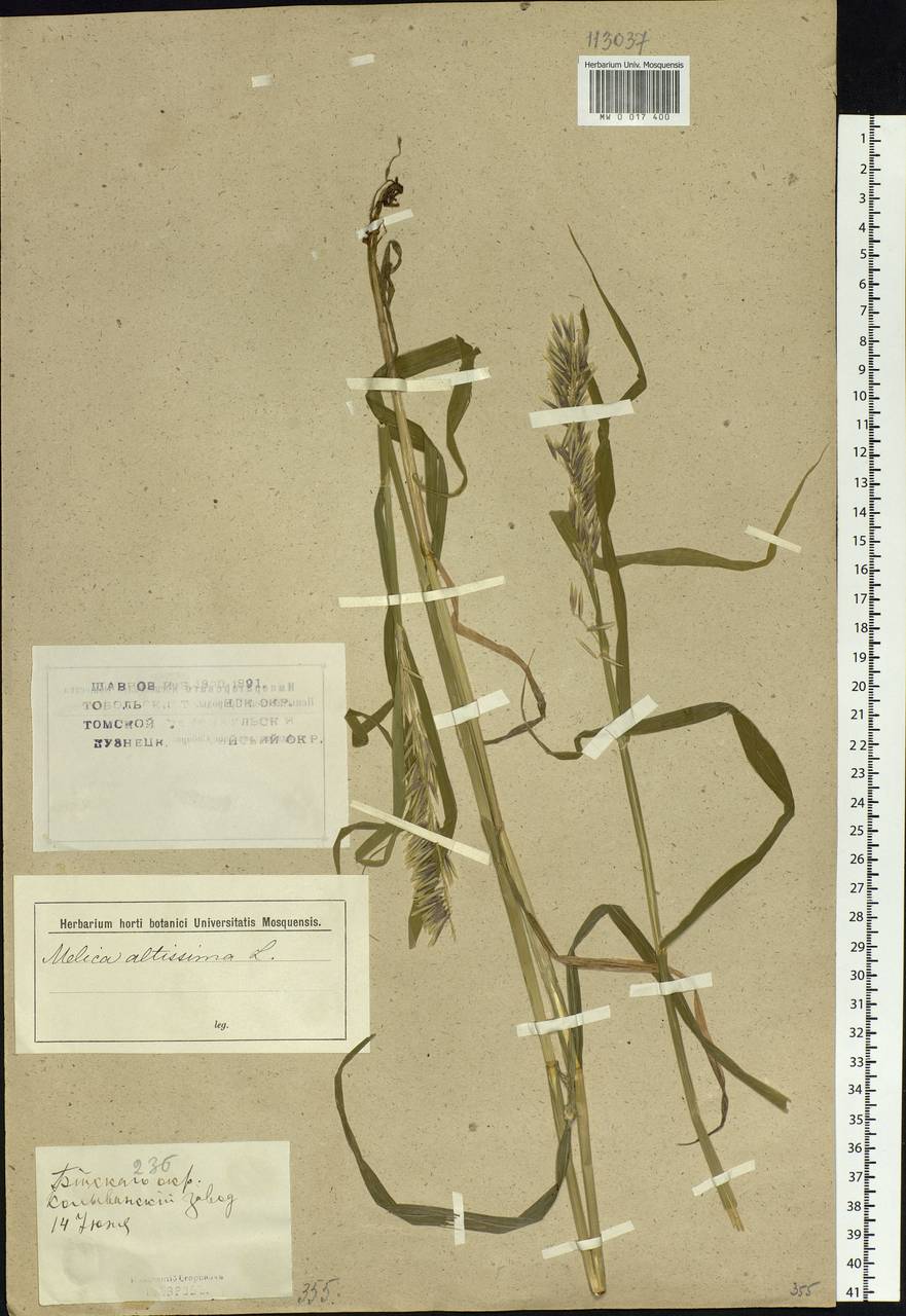 Melica altissima L., Siberia, Altai & Sayany Mountains (S2) (Russia)