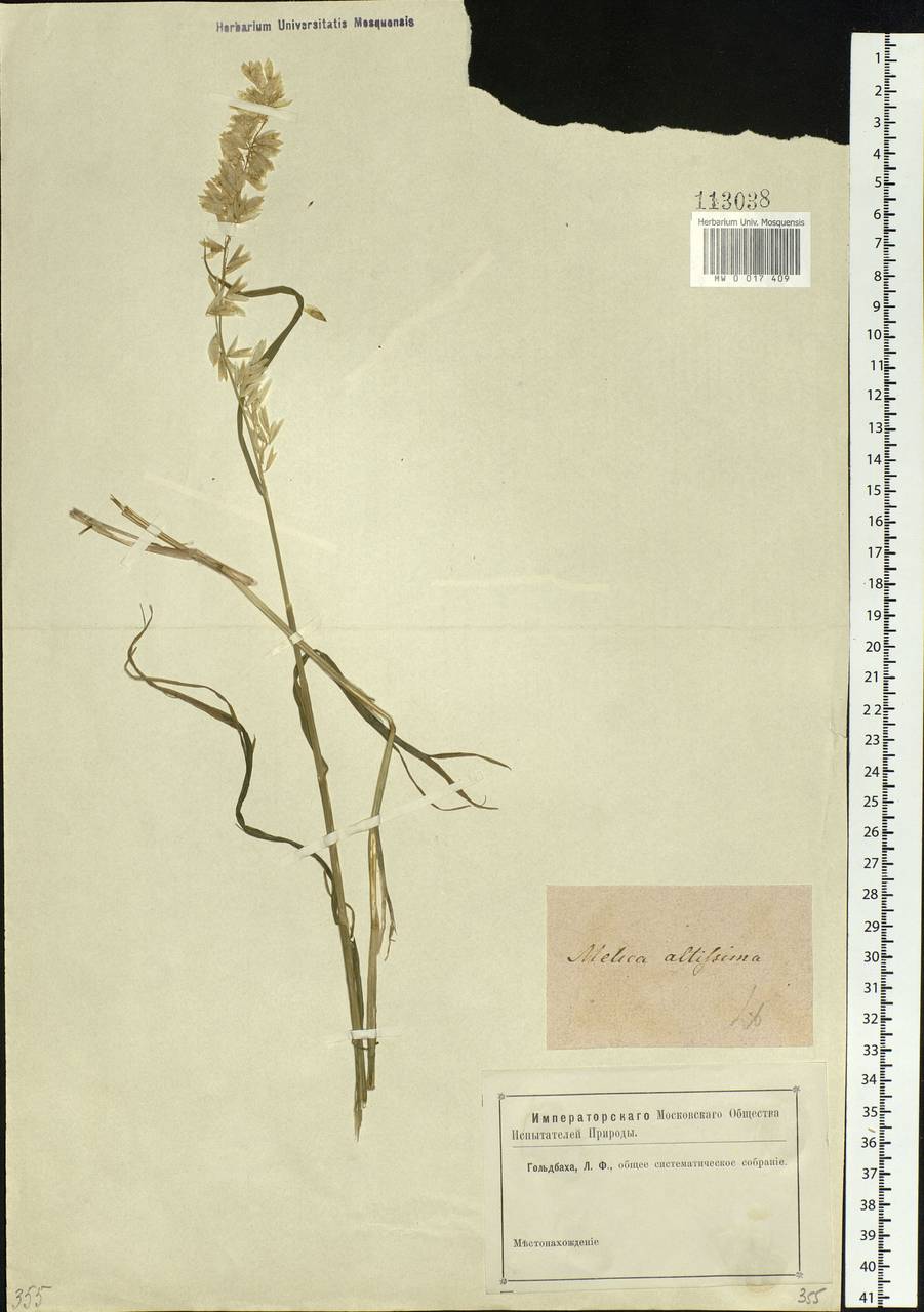 Melica altissima L., Siberia (no precise locality) (S0) (Russia)