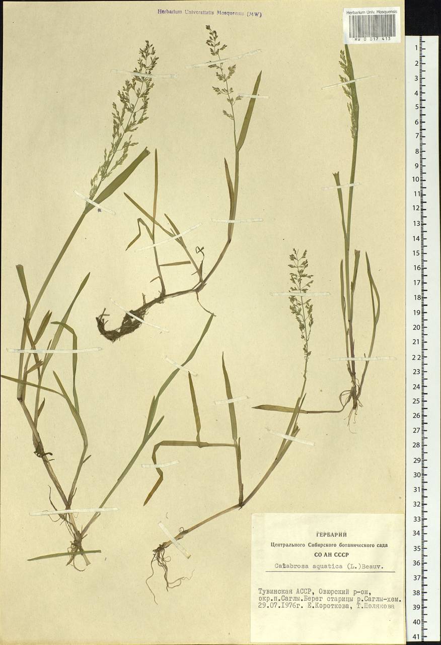 Catabrosa aquatica (L.) P.Beauv., Siberia, Altai & Sayany Mountains (S2) (Russia)
