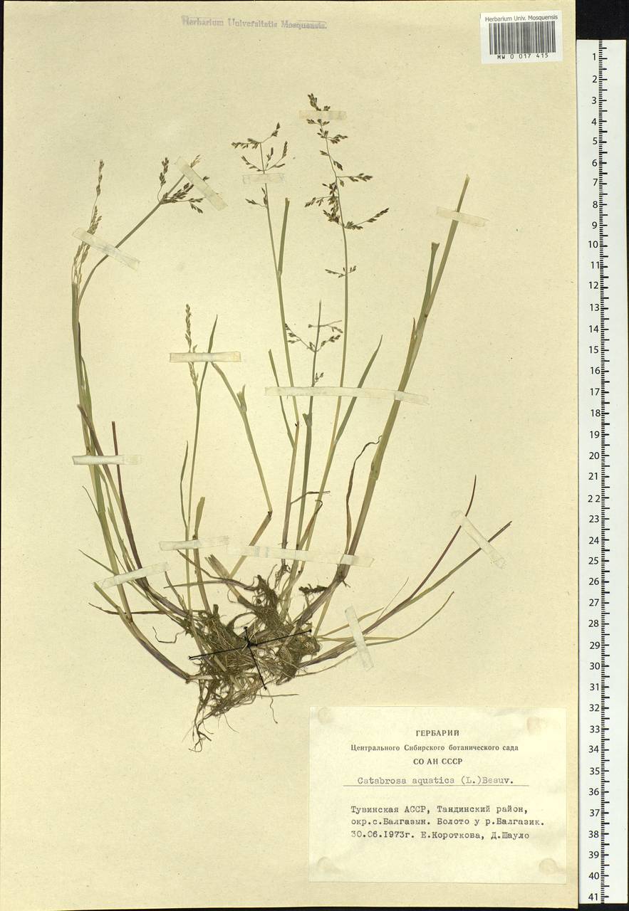 Catabrosa aquatica (L.) P.Beauv., Siberia, Altai & Sayany Mountains (S2) (Russia)