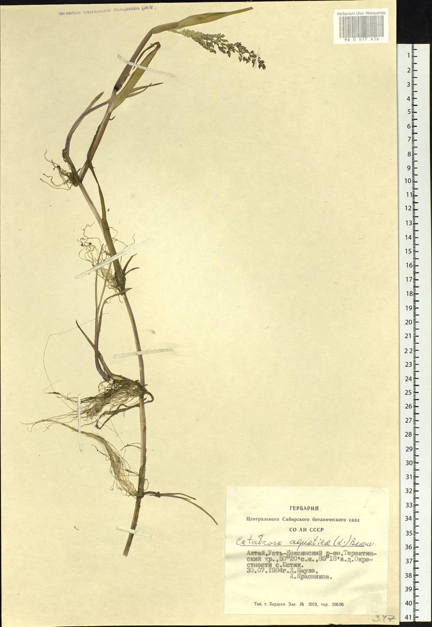 Catabrosa aquatica (L.) P.Beauv., Siberia, Altai & Sayany Mountains (S2) (Russia)