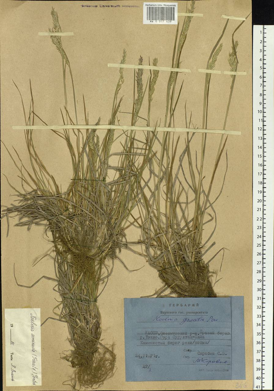 Koeleria macrantha (Ledeb.) Schult., Siberia, Yakutia (S5) (Russia)