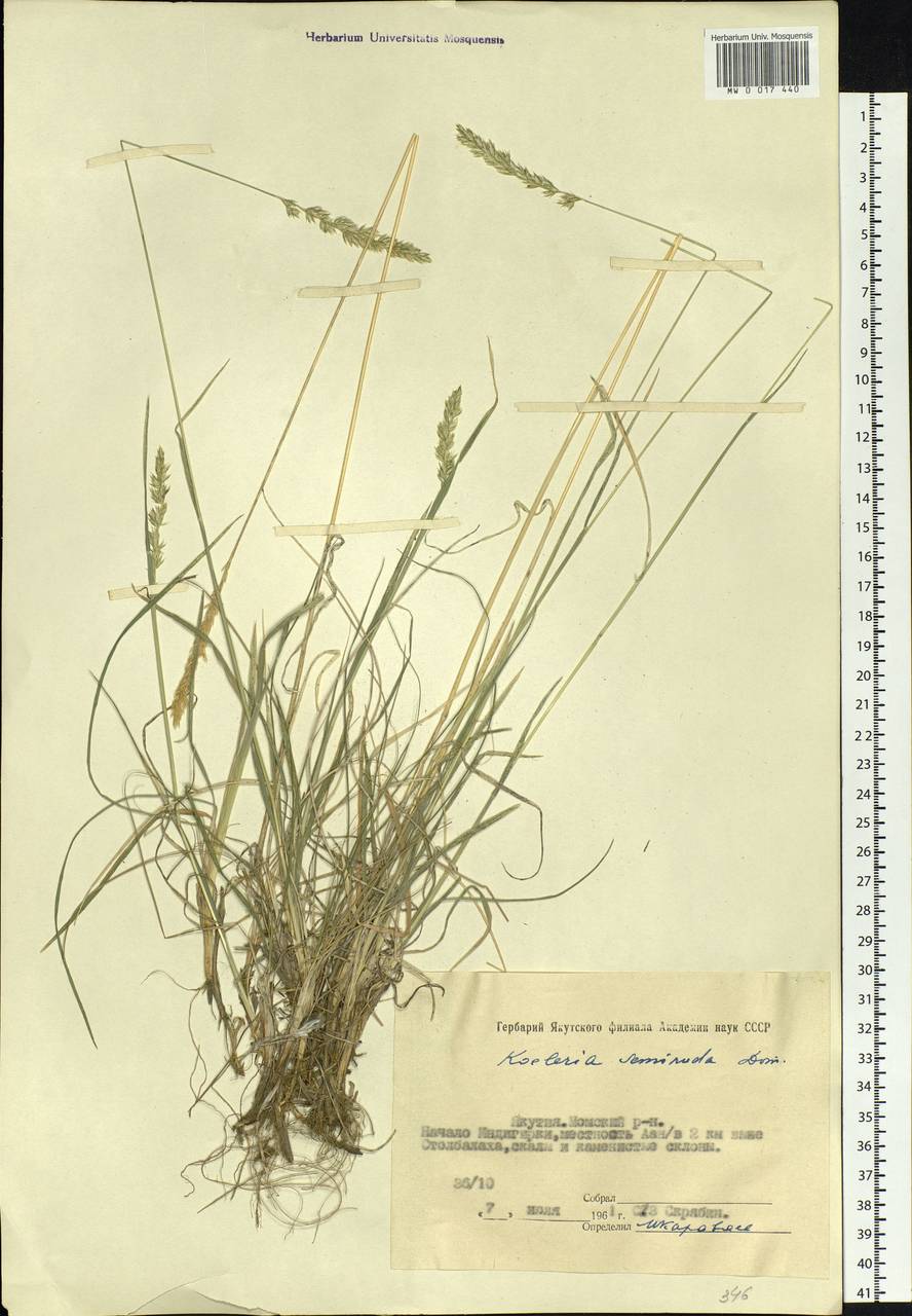Koeleria macrantha (Ledeb.) Schult., Siberia, Yakutia (S5) (Russia)