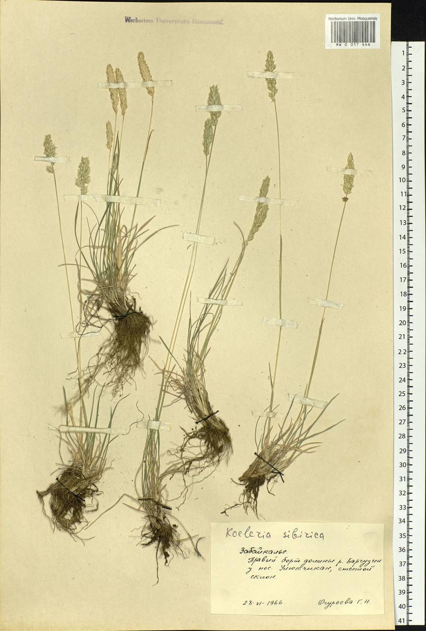 Koeleria macrantha (Ledeb.) Schult., Siberia, Baikal & Transbaikal region (S4) (Russia)