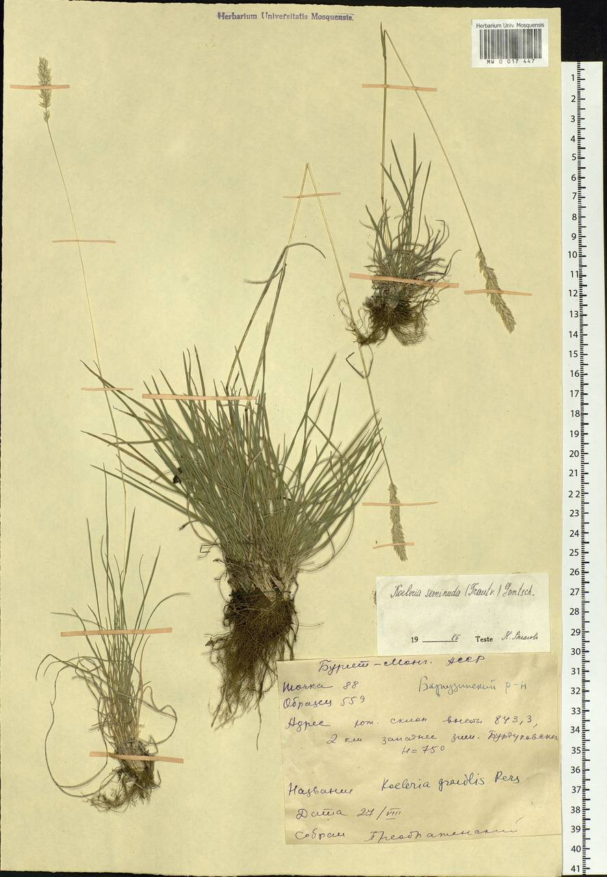 Koeleria macrantha (Ledeb.) Schult., Siberia, Baikal & Transbaikal region (S4) (Russia)
