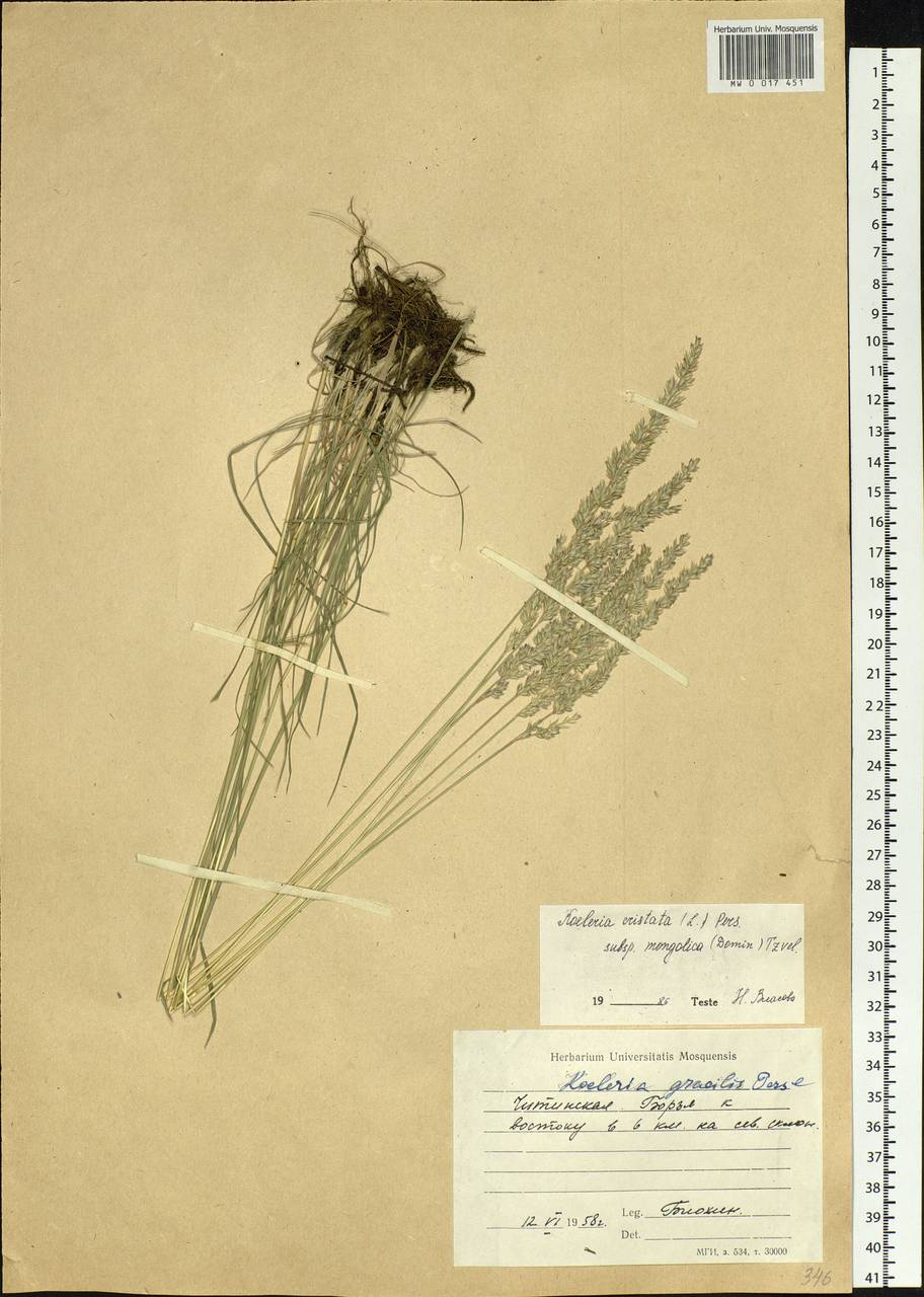 Koeleria macrantha (Ledeb.) Schult., Siberia, Baikal & Transbaikal region (S4) (Russia)