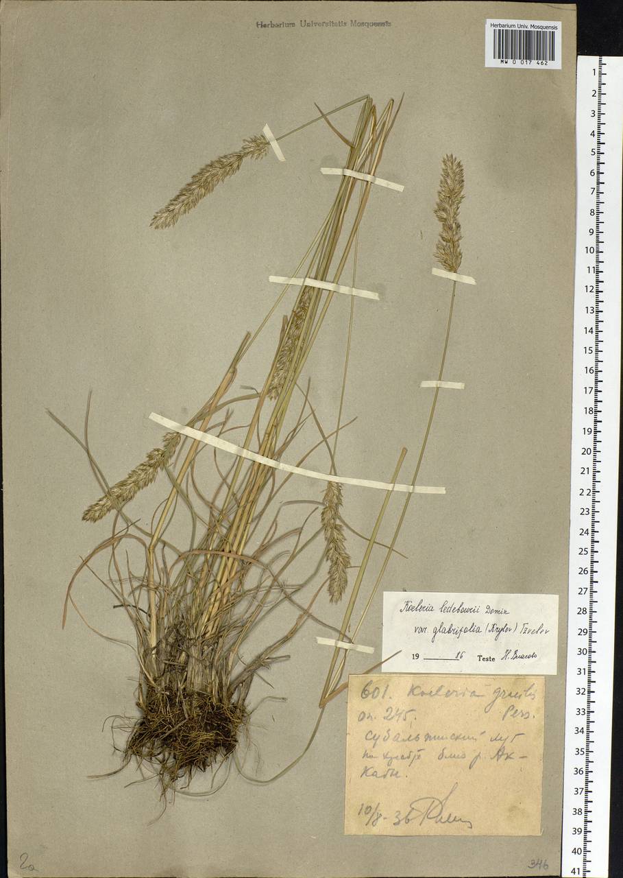Koeleria asiatica Domin, Siberia, Western (Kazakhstan) Altai Mountains (S2a) (Kazakhstan)