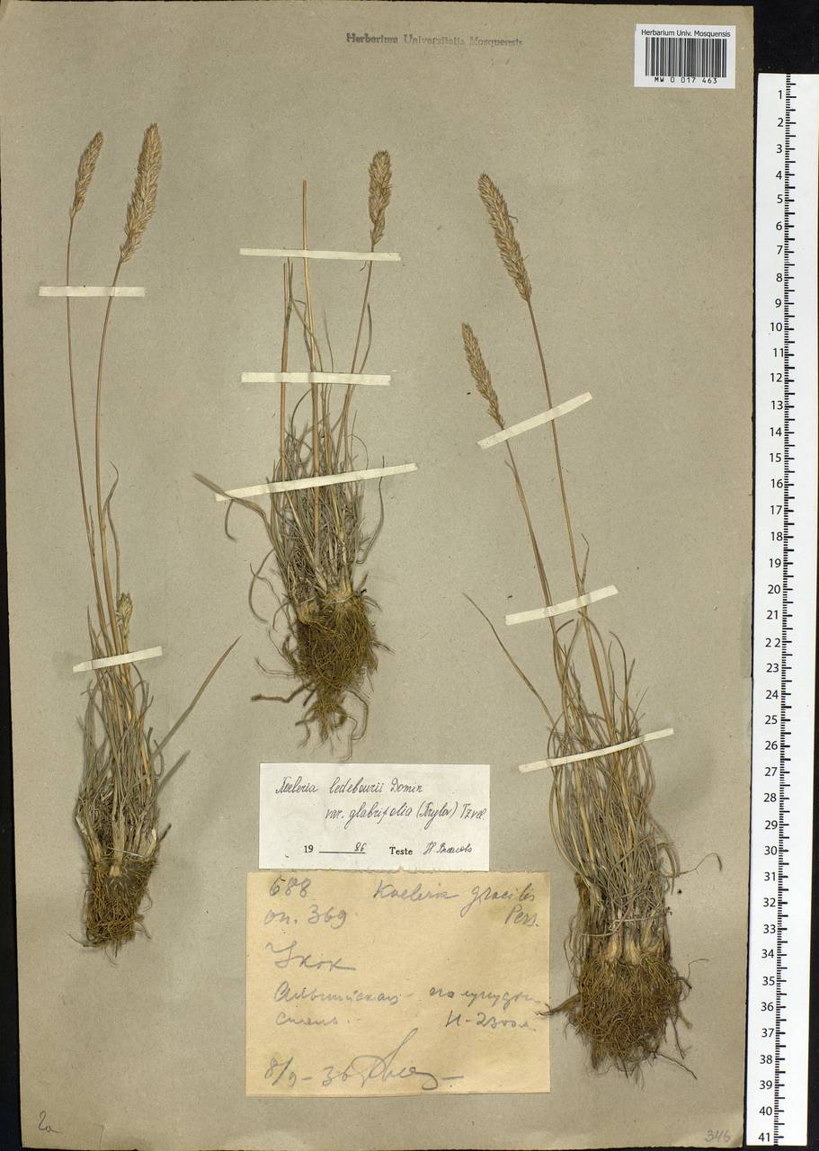 Koeleria asiatica Domin, Siberia, Altai & Sayany Mountains (S2) (Russia)