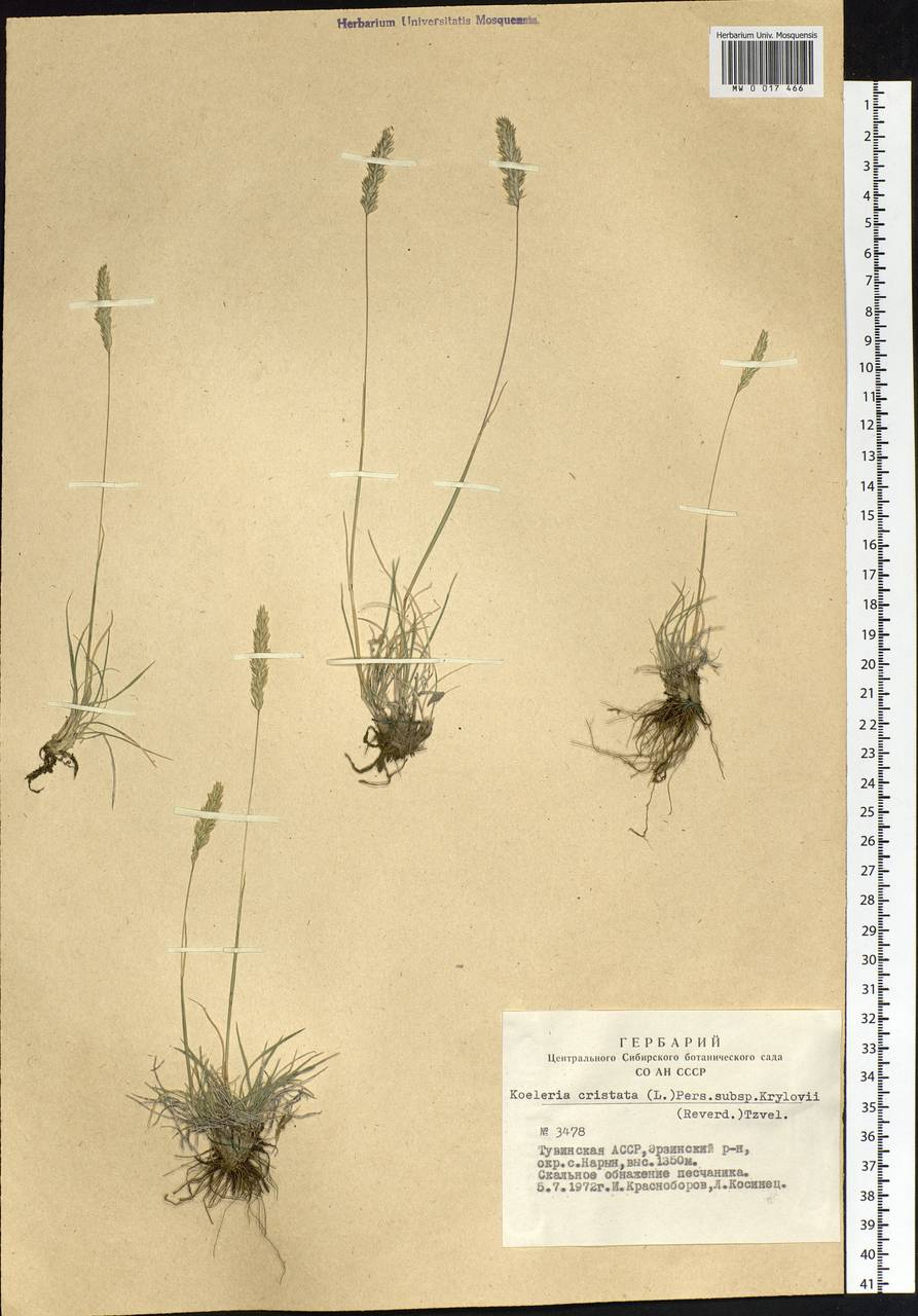 Koeleria macrantha (Ledeb.) Schult., Siberia, Altai & Sayany Mountains (S2) (Russia)