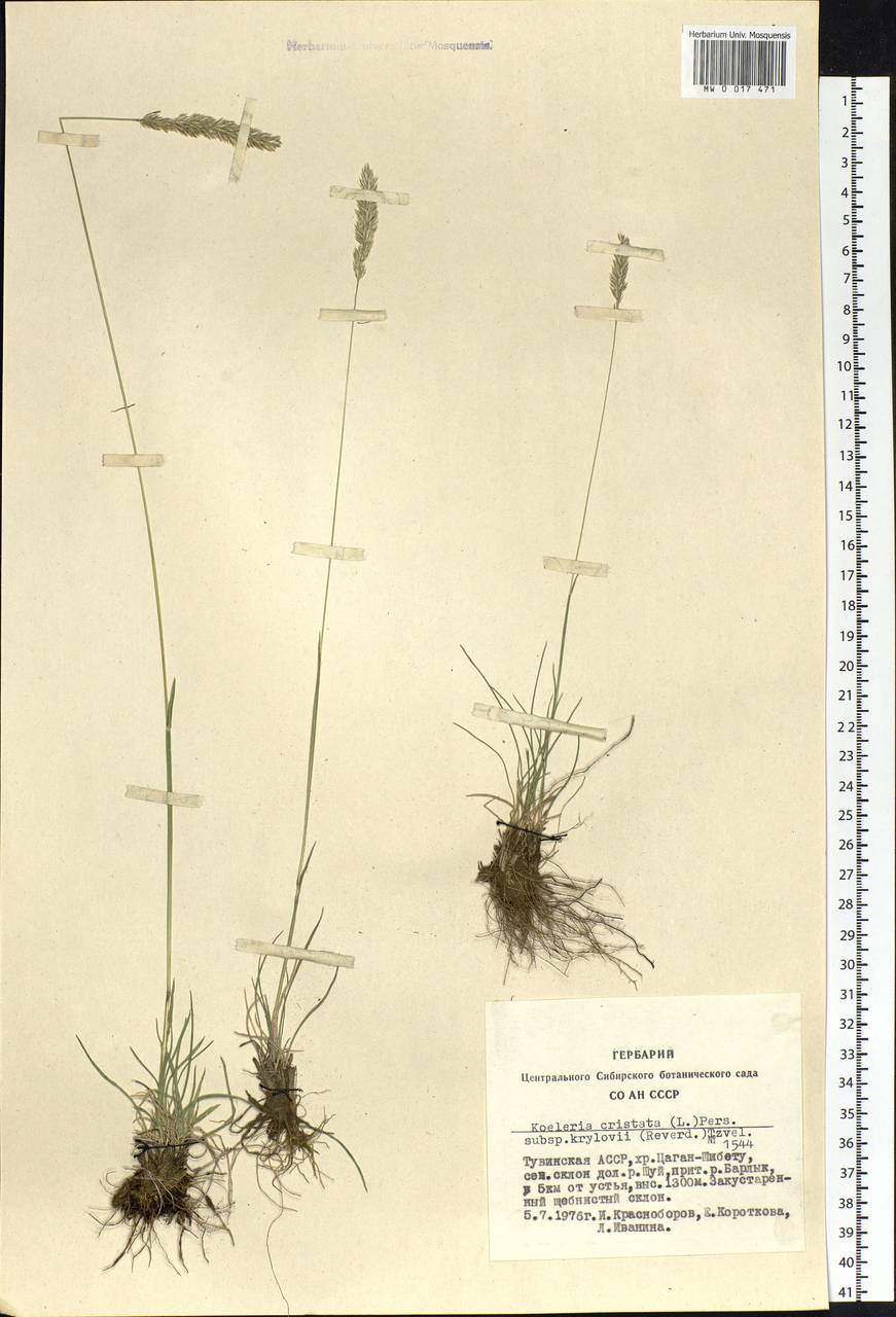 Koeleria macrantha (Ledeb.) Schult., Siberia, Altai & Sayany Mountains (S2) (Russia)