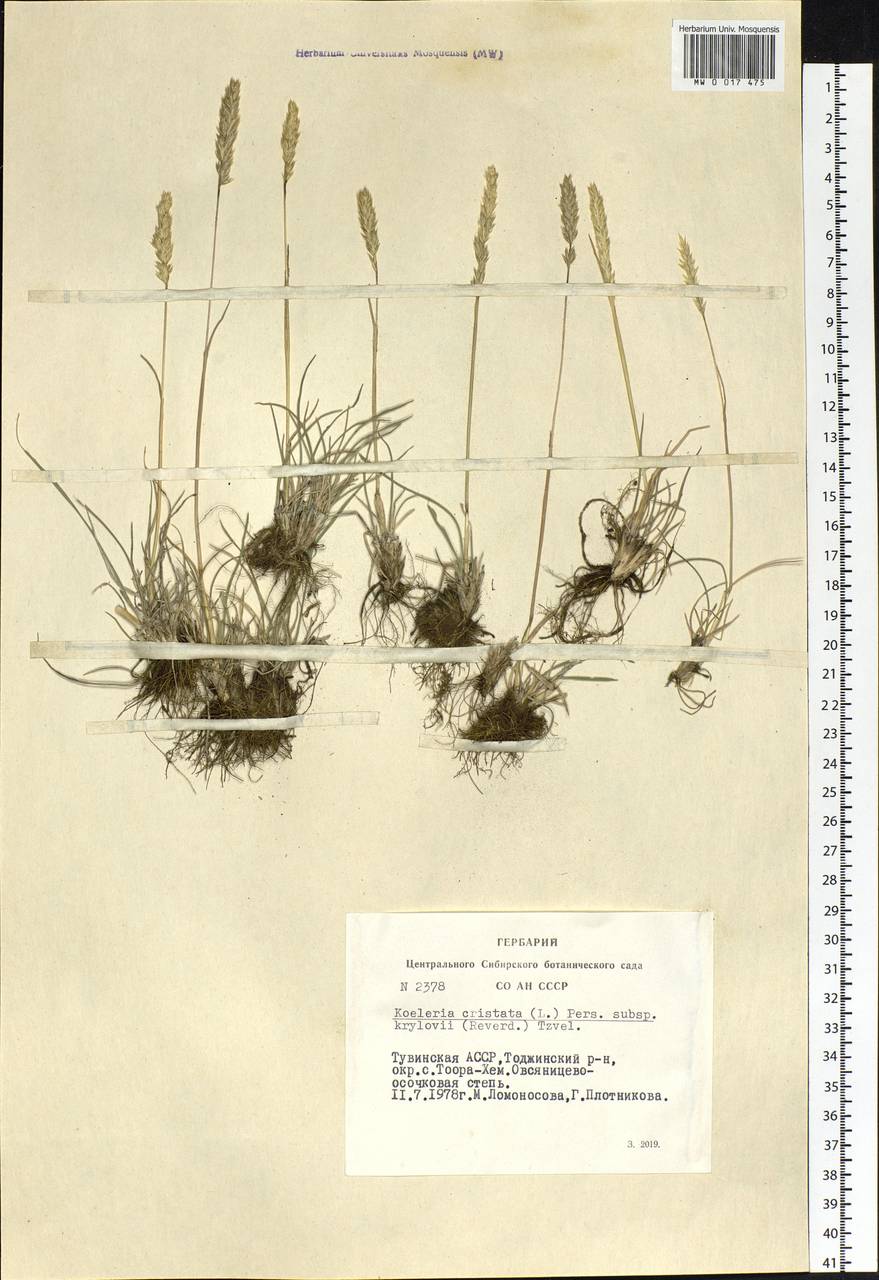 Koeleria macrantha (Ledeb.) Schult., Siberia, Altai & Sayany Mountains (S2) (Russia)