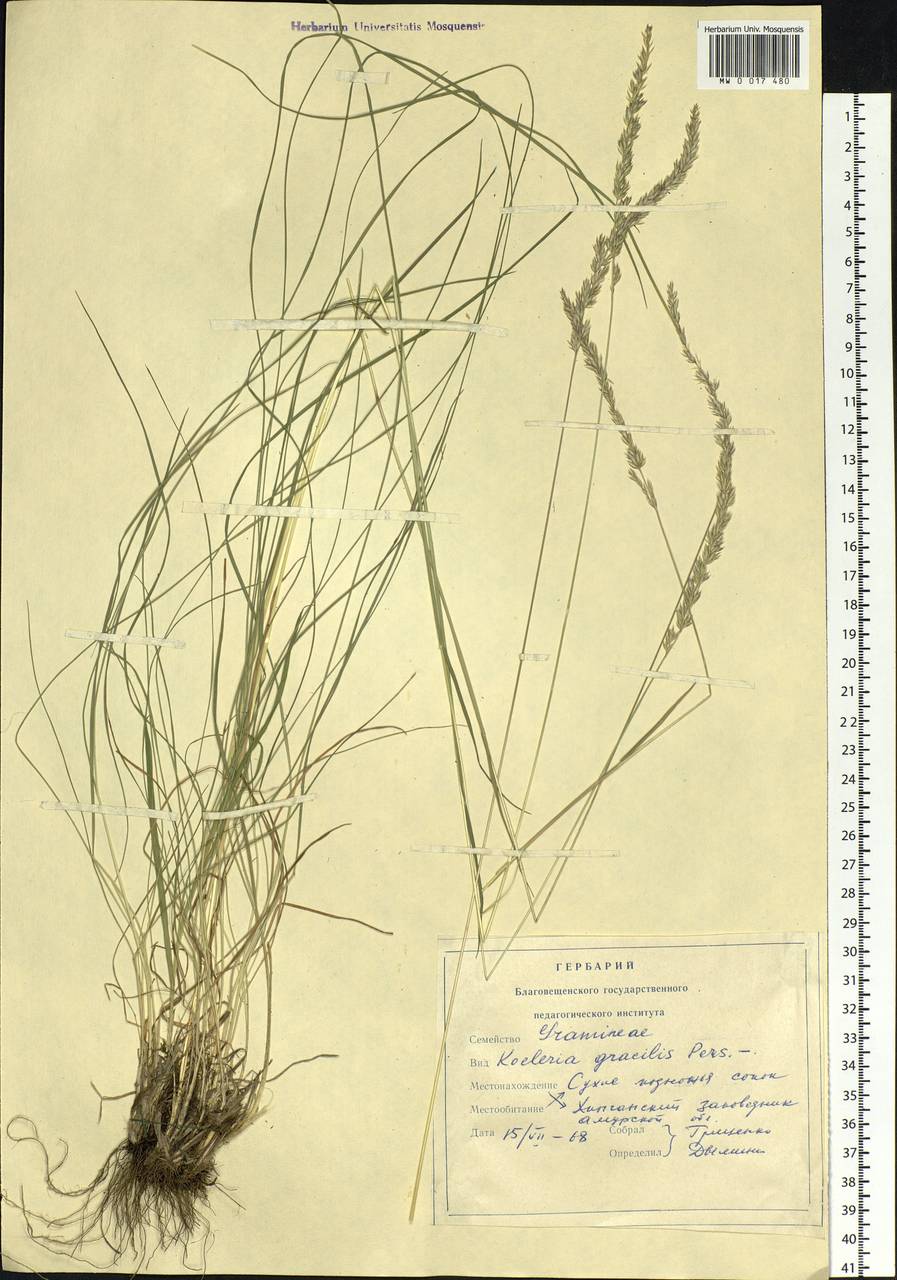 Koeleria pyramidata (Lam.) P.Beauv., Siberia, Russian Far East (S6) (Russia)