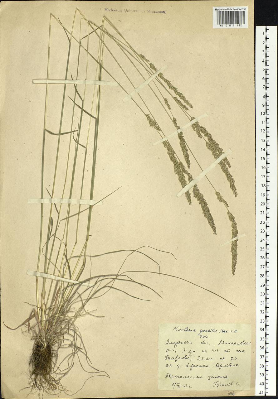 Koeleria pyramidata (Lam.) P.Beauv., Siberia, Russian Far East (S6) (Russia)