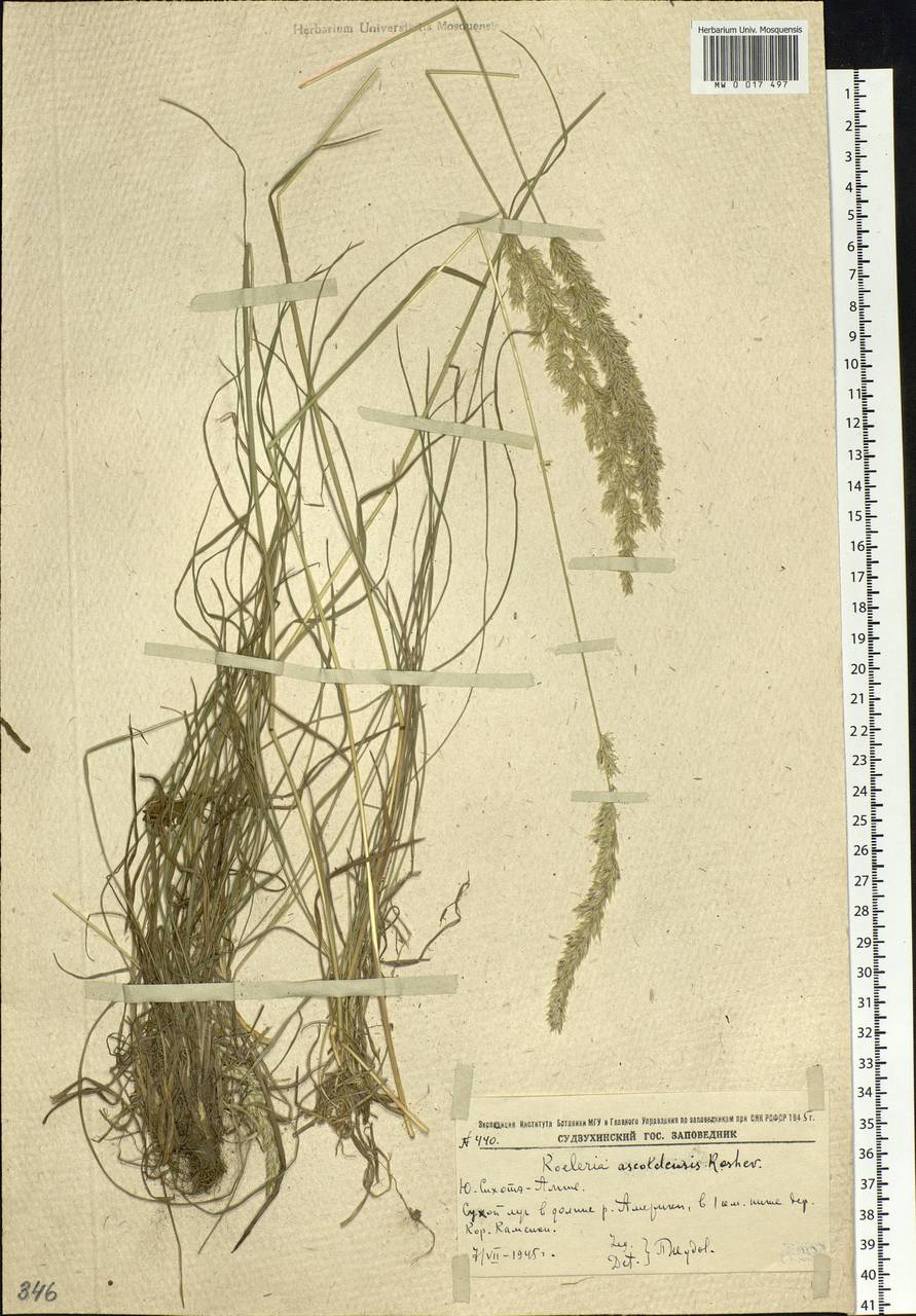 Koeleria pyramidata (Lam.) P.Beauv., Siberia, Russian Far East (S6) (Russia)