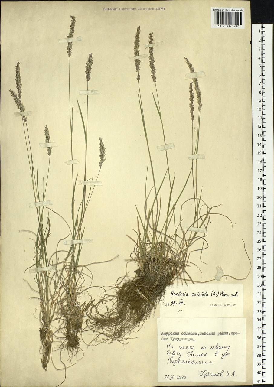 Koeleria pyramidata (Lam.) P.Beauv., Siberia, Russian Far East (S6) (Russia)