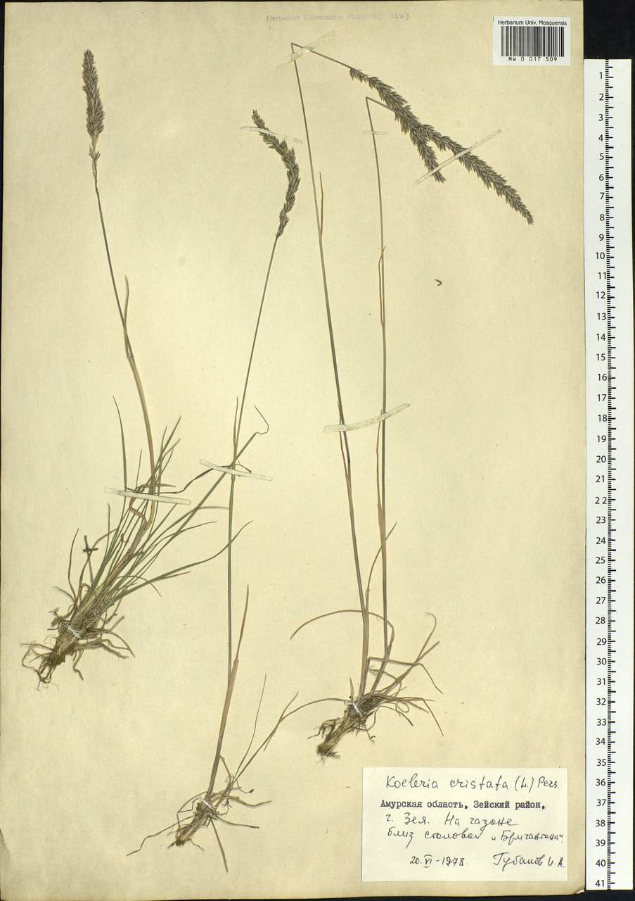 Koeleria pyramidata (Lam.) P.Beauv., Siberia, Russian Far East (S6) (Russia)