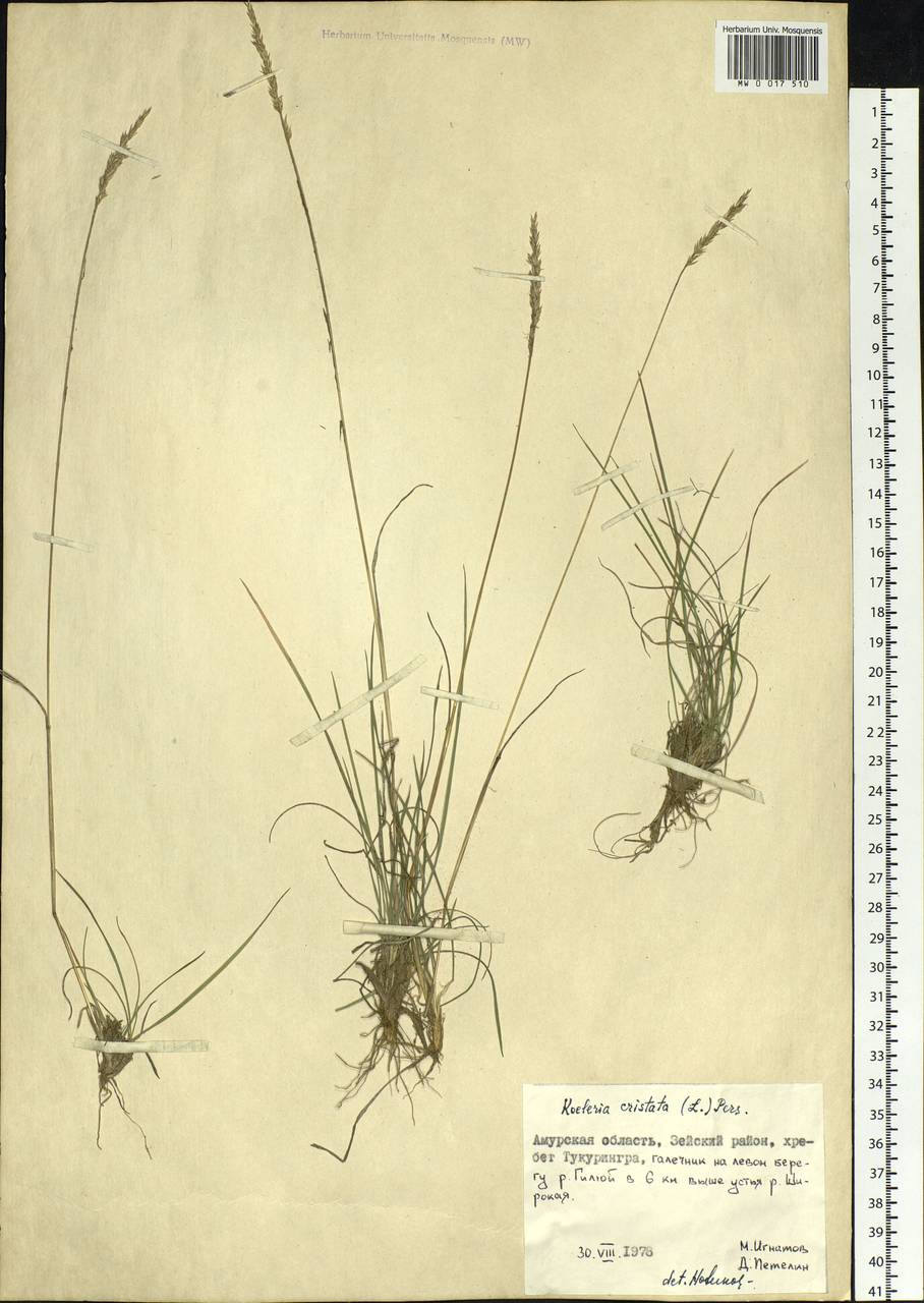 Koeleria pyramidata (Lam.) P.Beauv., Siberia, Russian Far East (S6) (Russia)