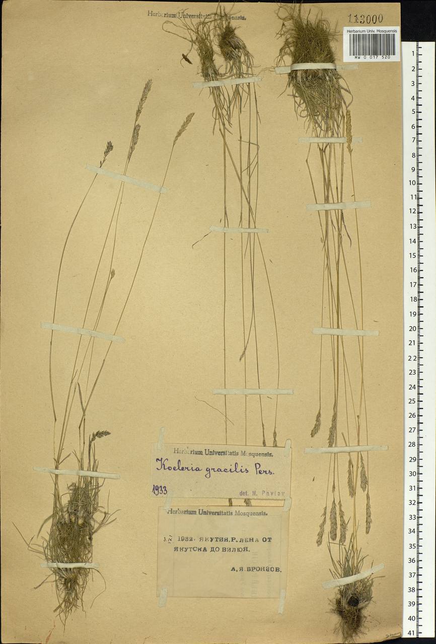 Koeleria pyramidata (Lam.) P.Beauv., Siberia, Yakutia (S5) (Russia)