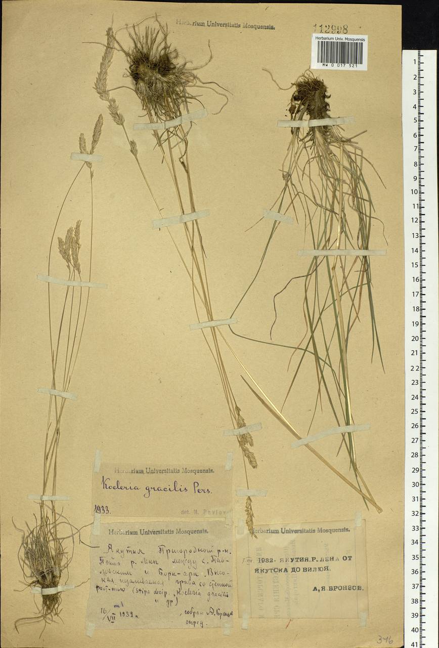 Koeleria pyramidata (Lam.) P.Beauv., Siberia, Yakutia (S5) (Russia)