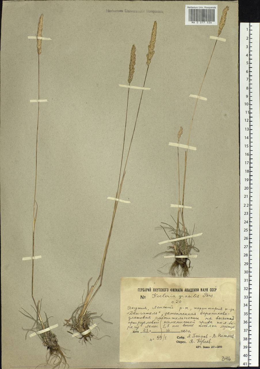 Koeleria pyramidata (Lam.) P.Beauv., Siberia, Yakutia (S5) (Russia)