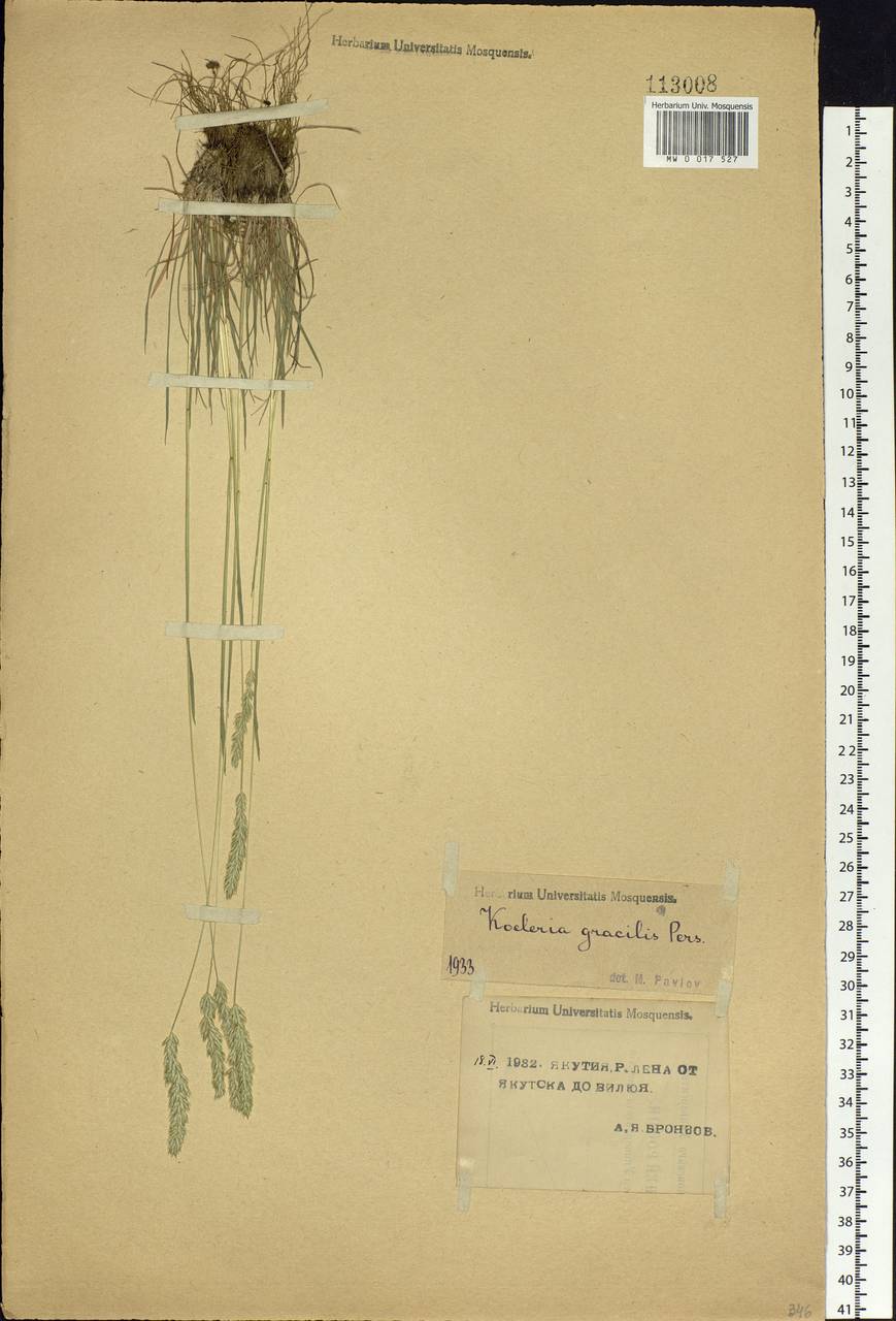 Koeleria pyramidata (Lam.) P.Beauv., Siberia, Yakutia (S5) (Russia)