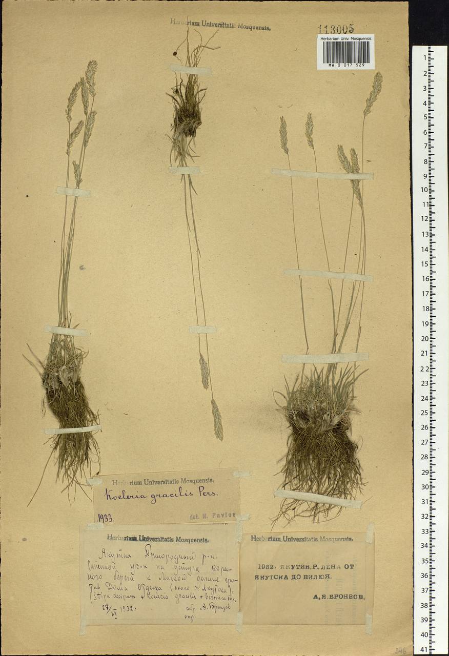 Koeleria pyramidata (Lam.) P.Beauv., Siberia, Yakutia (S5) (Russia)