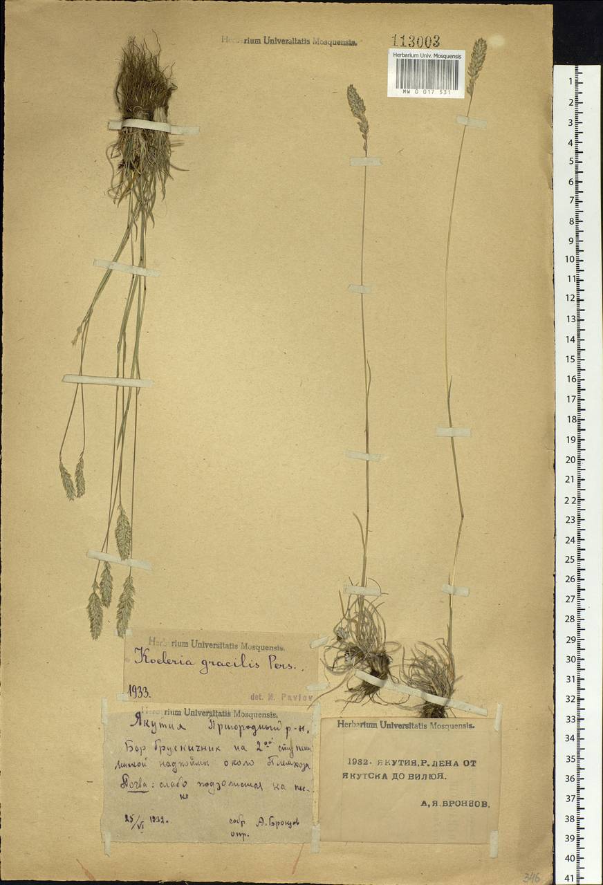 Koeleria pyramidata (Lam.) P.Beauv., Siberia, Yakutia (S5) (Russia)