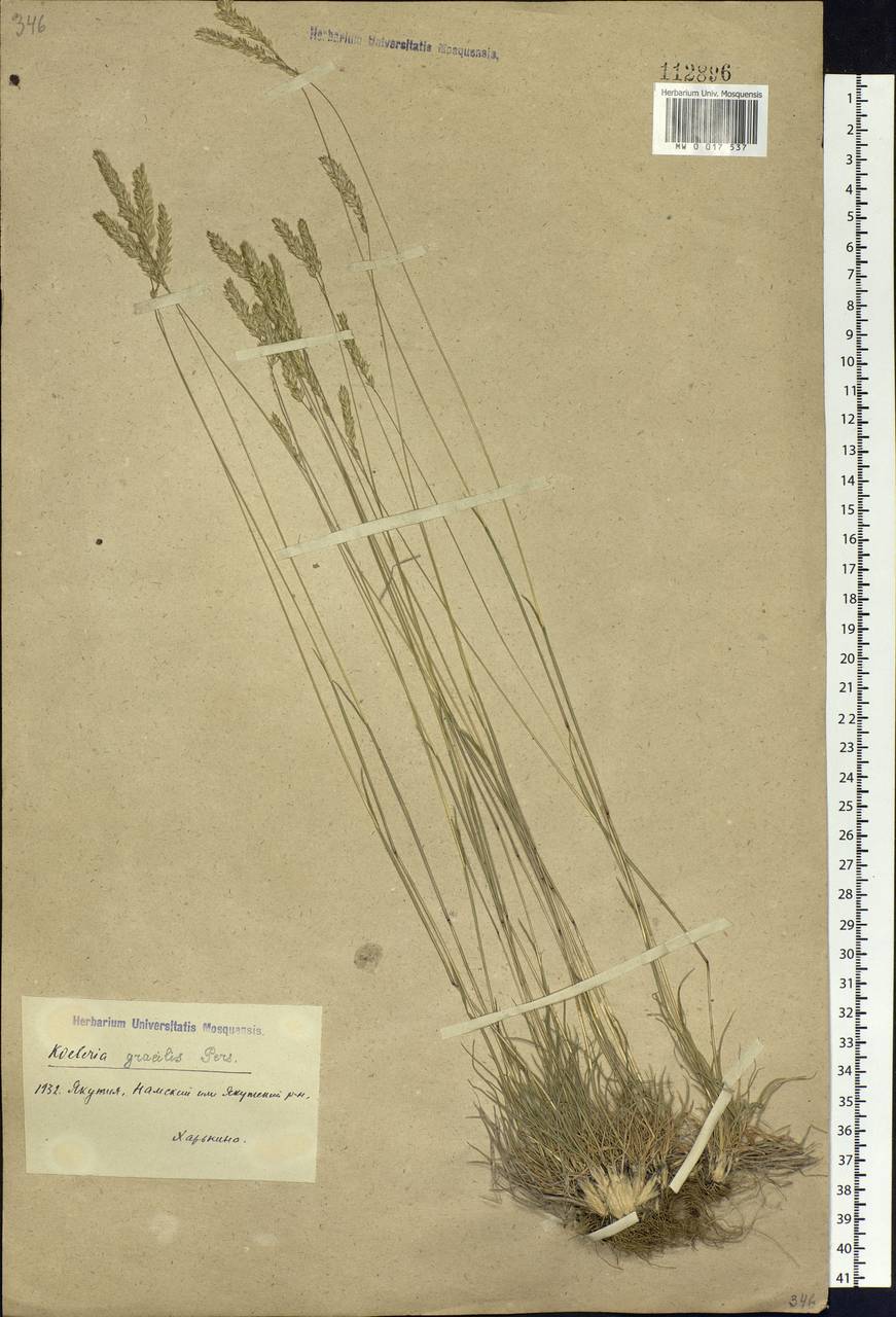 Koeleria pyramidata (Lam.) P.Beauv., Siberia, Yakutia (S5) (Russia)