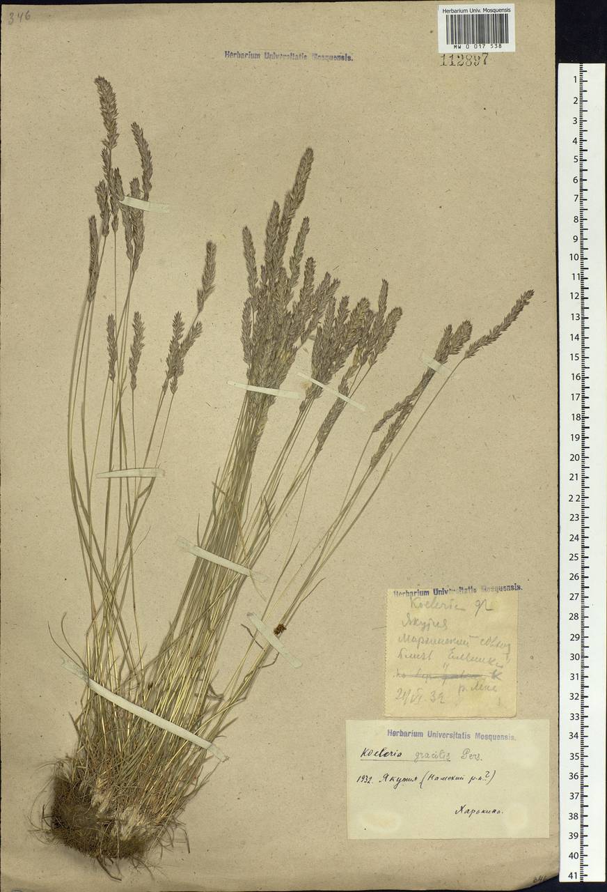 Koeleria pyramidata (Lam.) P.Beauv., Siberia, Yakutia (S5) (Russia)