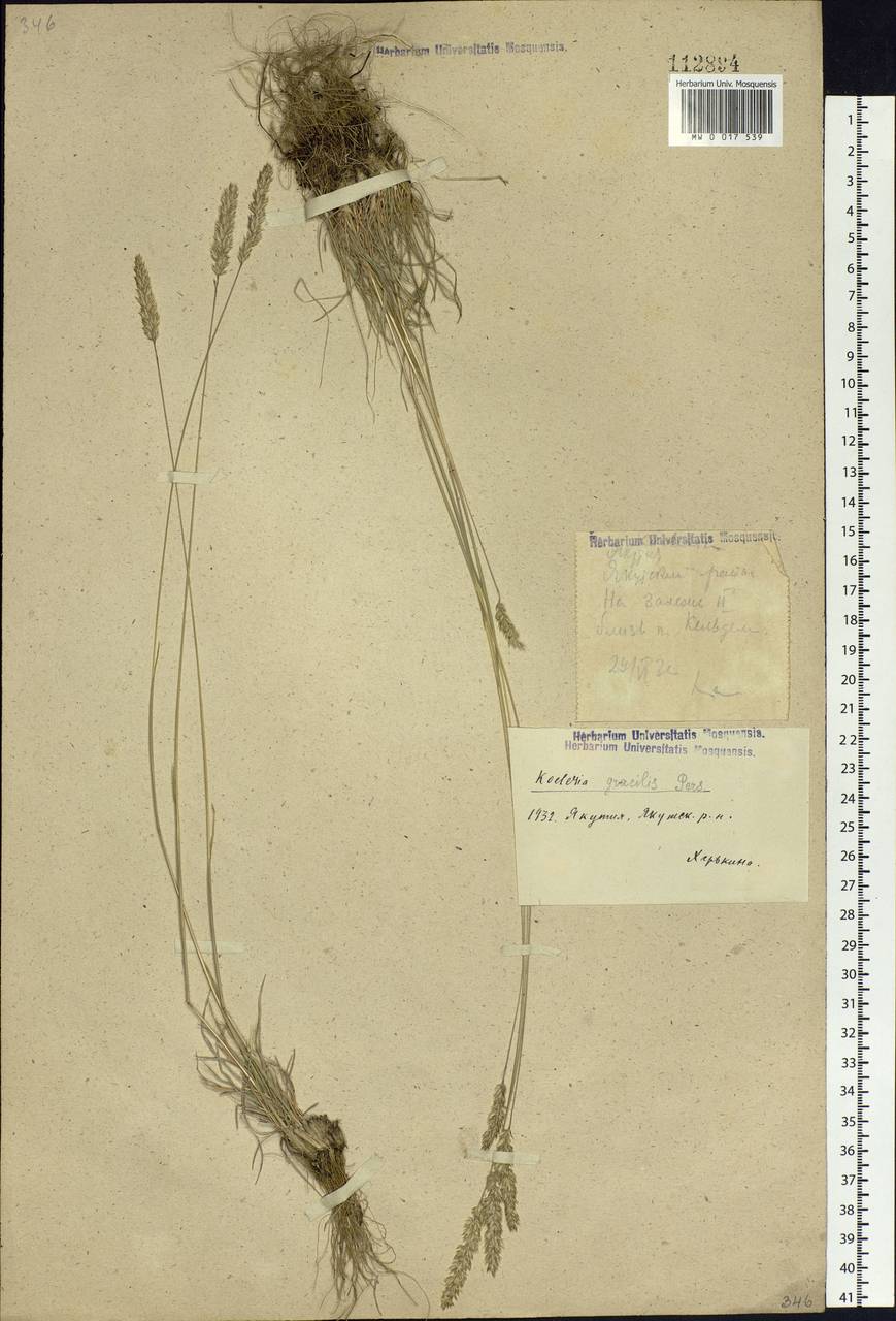 Koeleria pyramidata (Lam.) P.Beauv., Siberia, Yakutia (S5) (Russia)