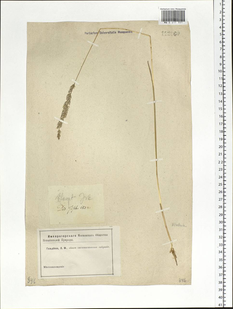 Koeleria pyramidata (Lam.) P.Beauv., Siberia, Baikal & Transbaikal region (S4) (Russia)