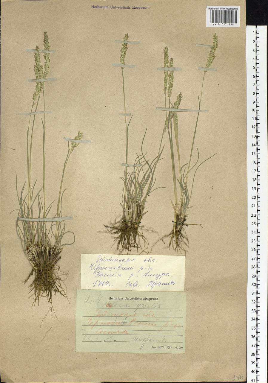 Koeleria pyramidata (Lam.) P.Beauv., Siberia, Baikal & Transbaikal region (S4) (Russia)