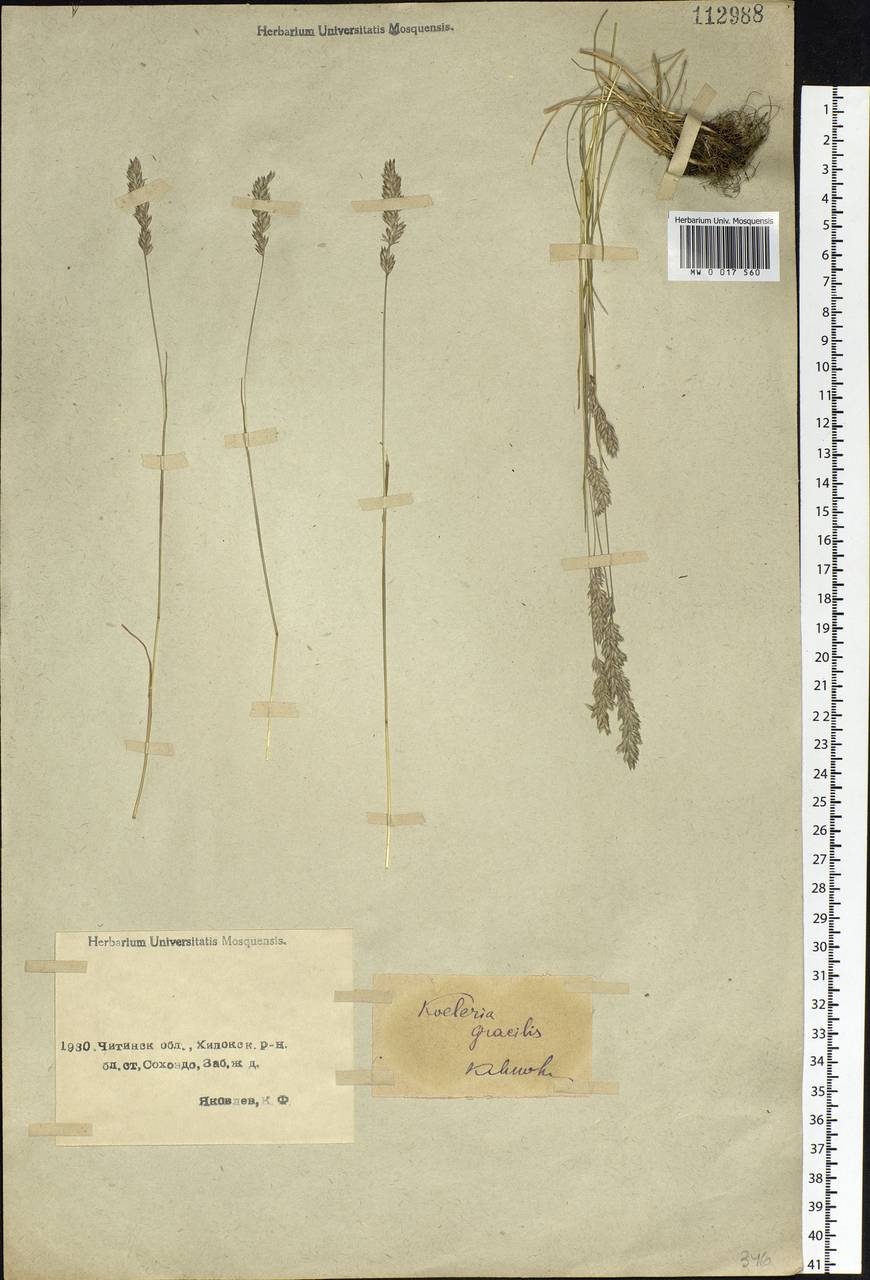 Koeleria pyramidata (Lam.) P.Beauv., Siberia, Baikal & Transbaikal region (S4) (Russia)