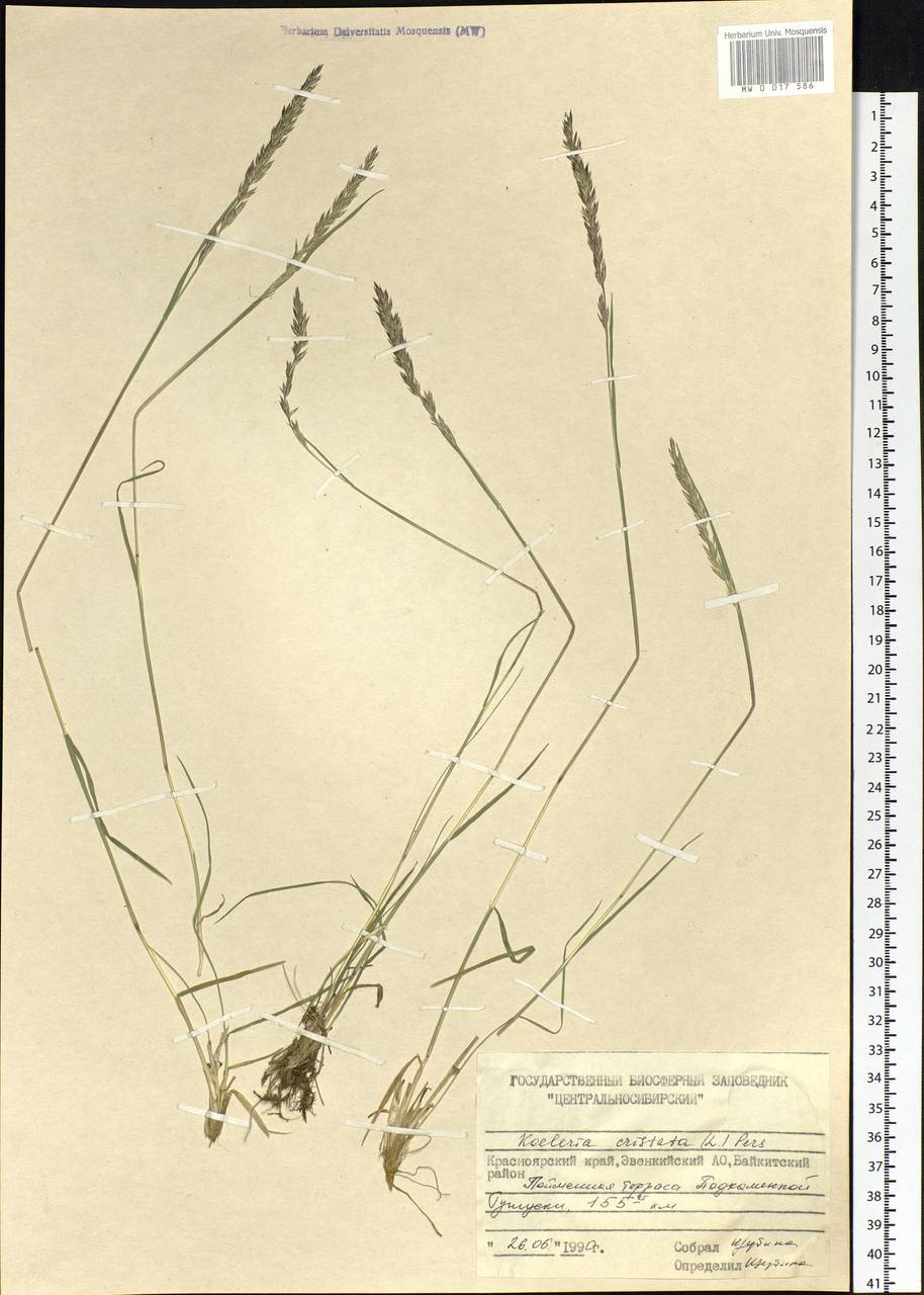 Koeleria pyramidata (Lam.) P.Beauv., Siberia, Central Siberia (S3) (Russia)