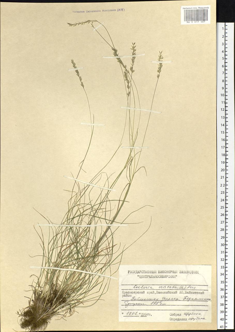 Koeleria pyramidata (Lam.) P.Beauv., Siberia, Central Siberia (S3) (Russia)