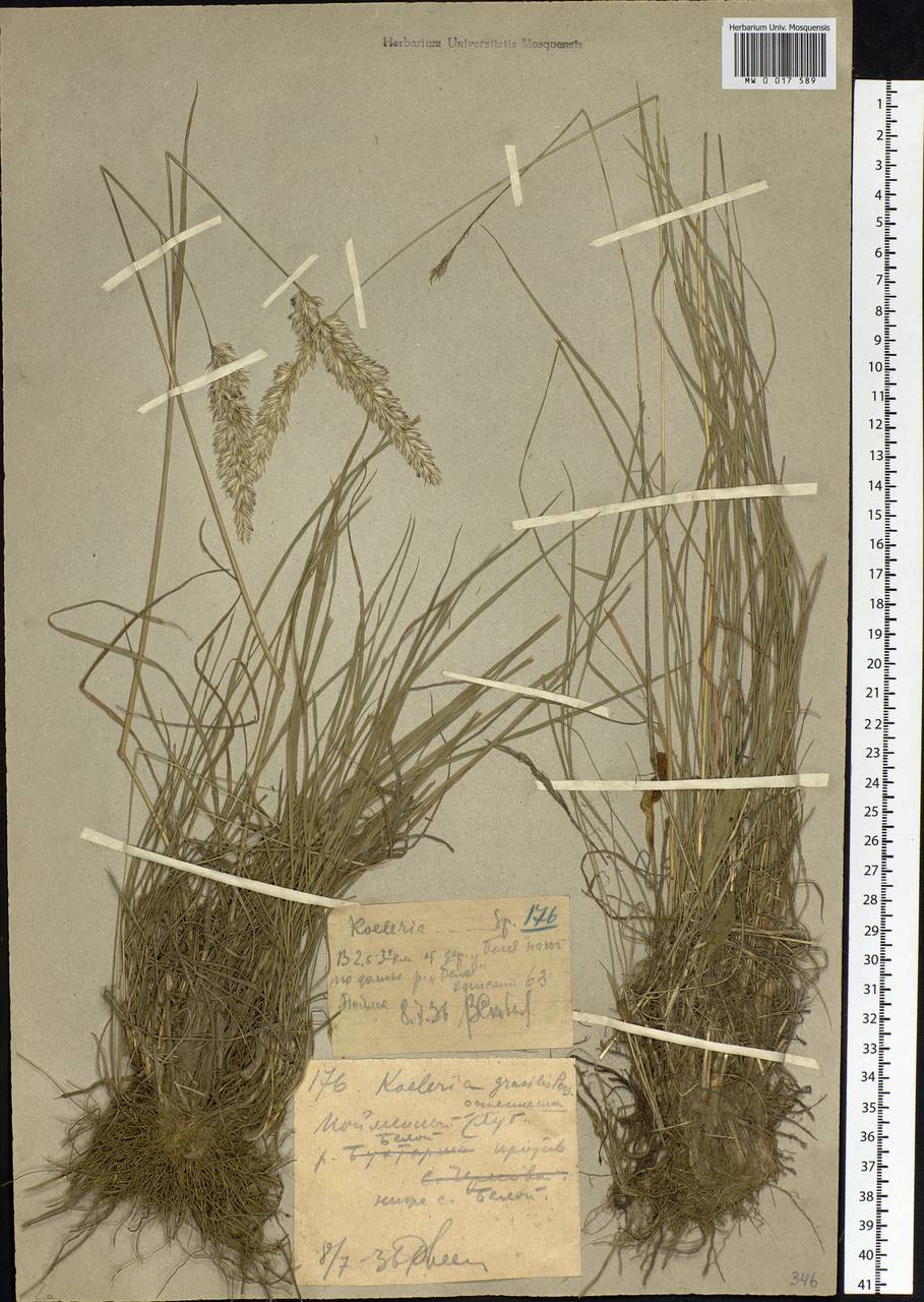 Koeleria pyramidata (Lam.) P.Beauv., Siberia, Western (Kazakhstan) Altai Mountains (S2a) (Kazakhstan)