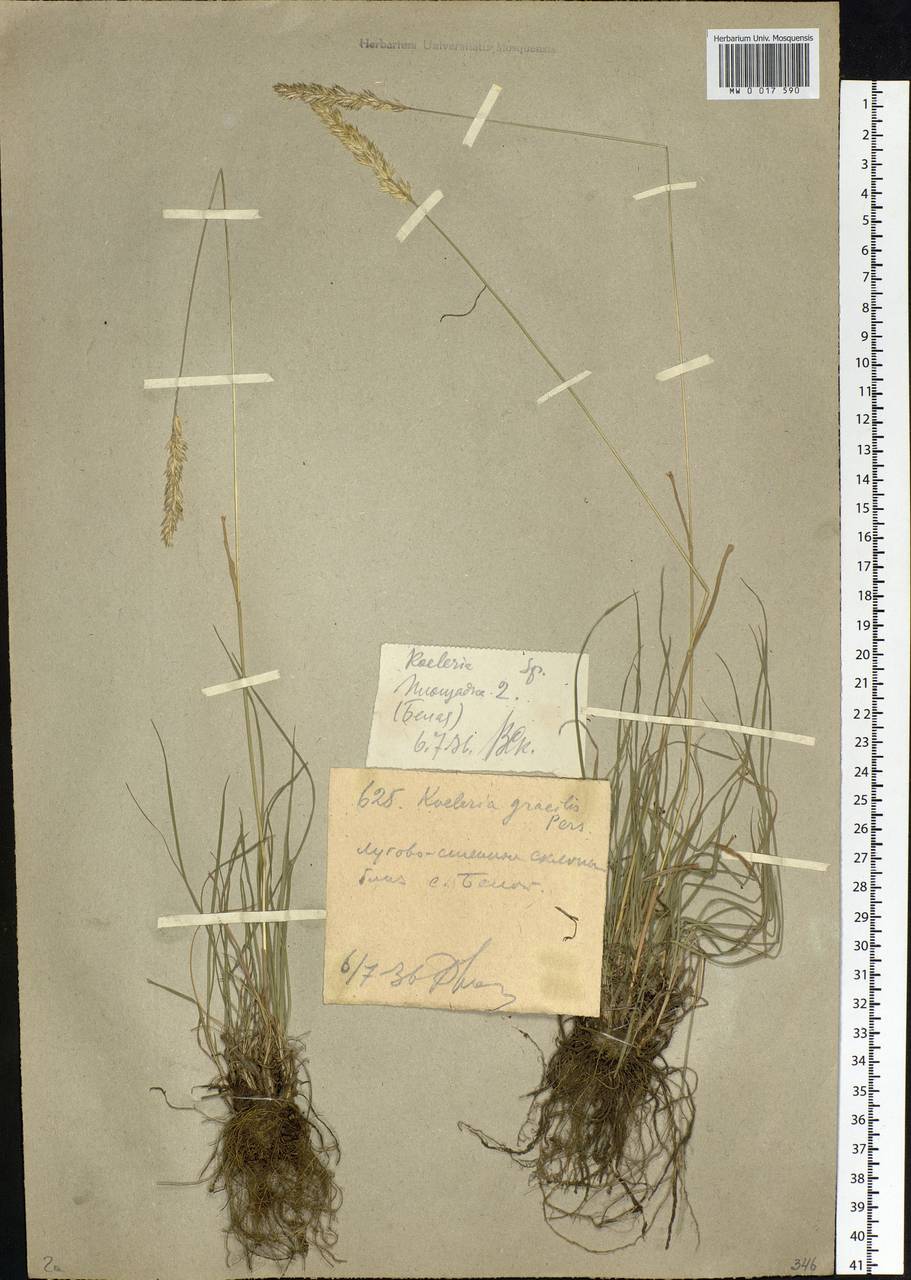 Koeleria pyramidata (Lam.) P.Beauv., Siberia, Western (Kazakhstan) Altai Mountains (S2a) (Kazakhstan)