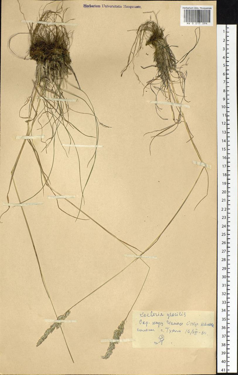 Koeleria glauca (Spreng.) DC., Siberia, Altai & Sayany Mountains (S2) (Russia)