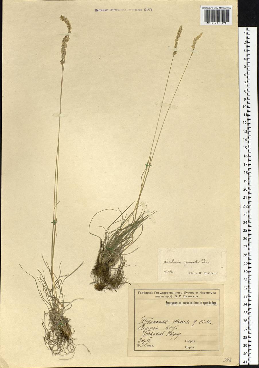 Koeleria glauca (Spreng.) DC., Siberia, Altai & Sayany Mountains (S2) (Russia)