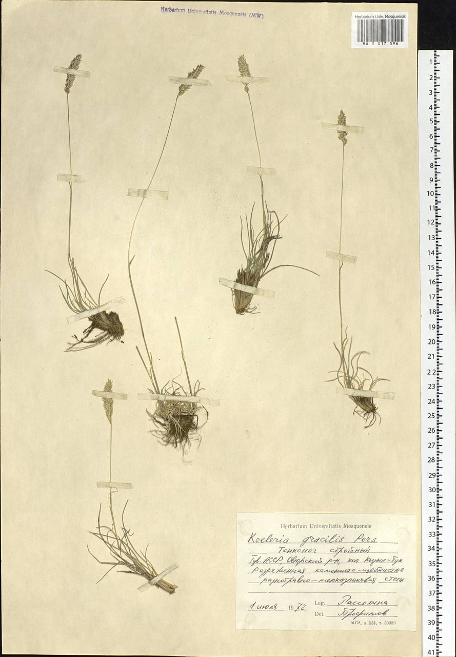 Koeleria glauca (Spreng.) DC., Siberia, Altai & Sayany Mountains (S2) (Russia)