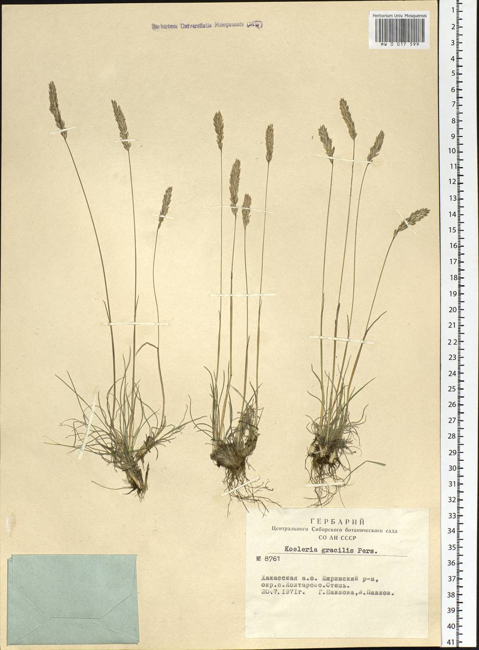 Koeleria glauca (Spreng.) DC., Siberia, Altai & Sayany Mountains (S2) (Russia)