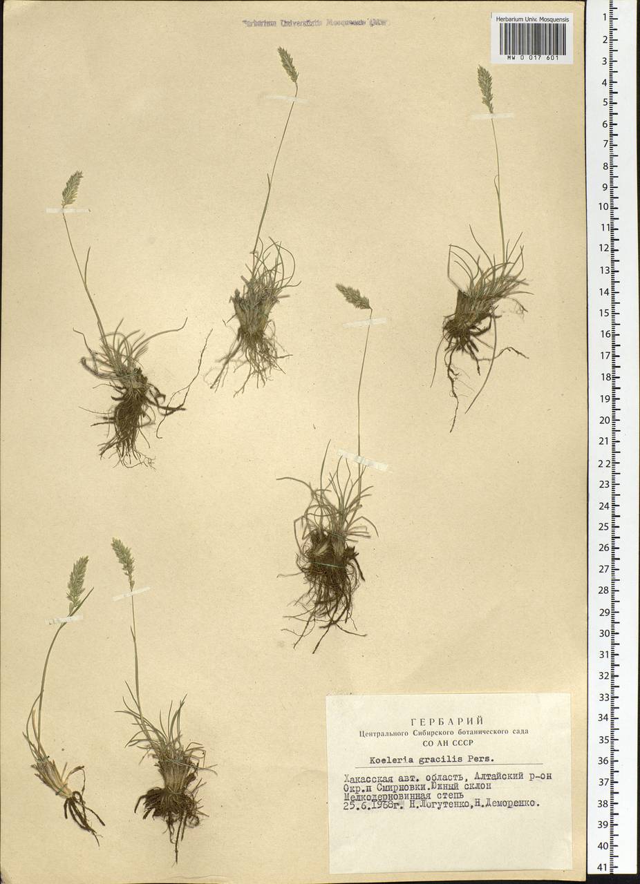 Koeleria glauca (Spreng.) DC., Siberia, Altai & Sayany Mountains (S2) (Russia)