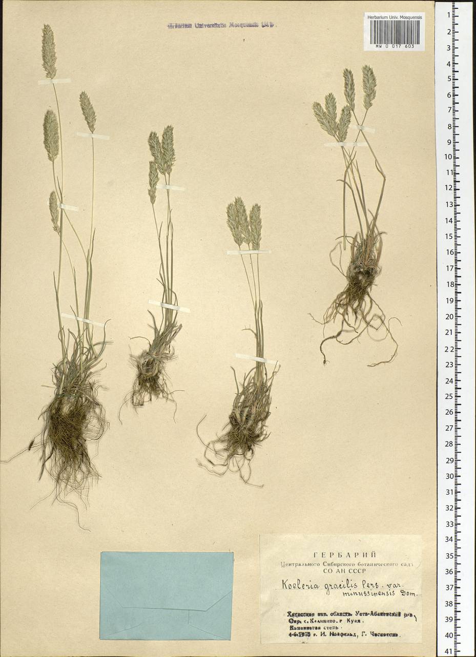 Koeleria glauca (Spreng.) DC., Siberia, Altai & Sayany Mountains (S2) (Russia)