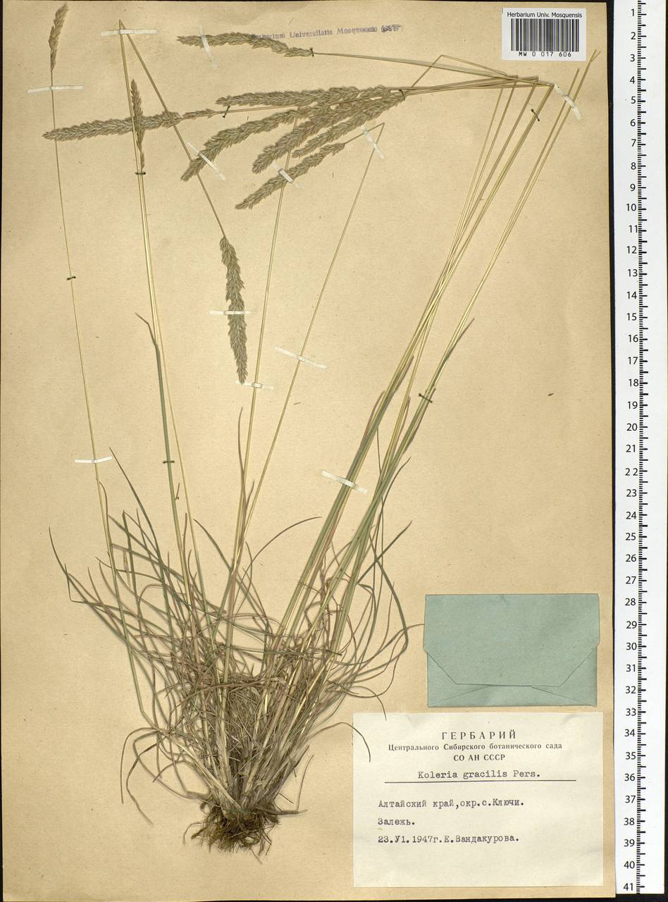 Koeleria glauca (Spreng.) DC., Siberia, Altai & Sayany Mountains (S2) (Russia)