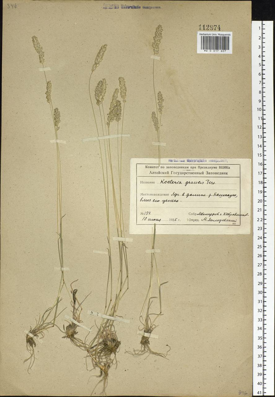 Koeleria glauca (Spreng.) DC., Siberia, Altai & Sayany Mountains (S2) (Russia)