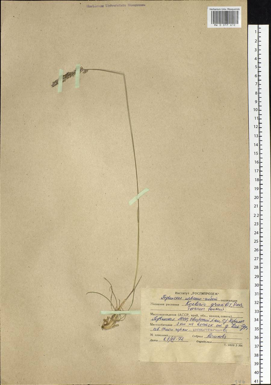 Koeleria pyramidata (Lam.) P.Beauv., Siberia, Altai & Sayany Mountains (S2) (Russia)