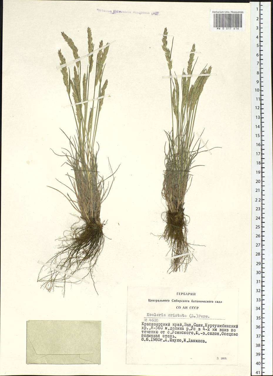 Koeleria pyramidata (Lam.) P.Beauv., Siberia, Altai & Sayany Mountains (S2) (Russia)