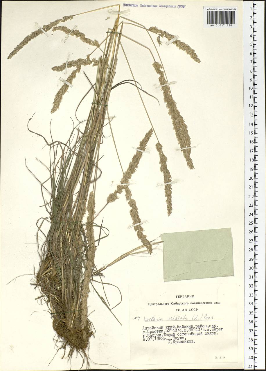 Koeleria pyramidata (Lam.) P.Beauv., Siberia, Altai & Sayany Mountains (S2) (Russia)